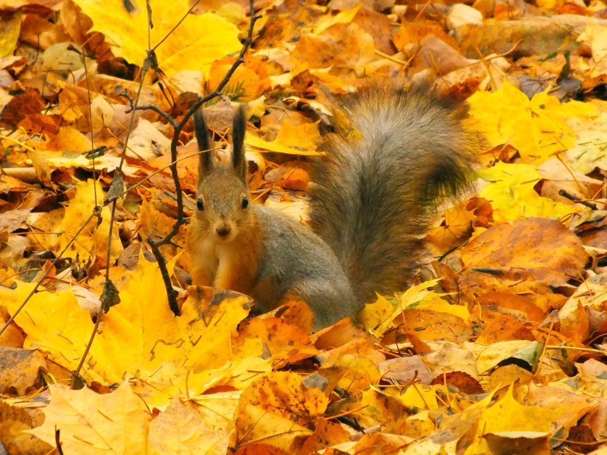 Пазлы диких животных для детей