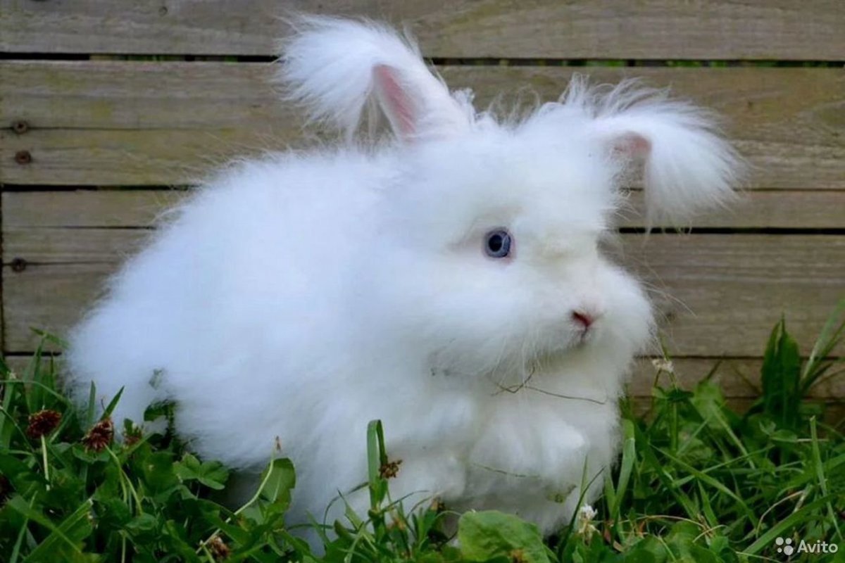 Розовый кролик