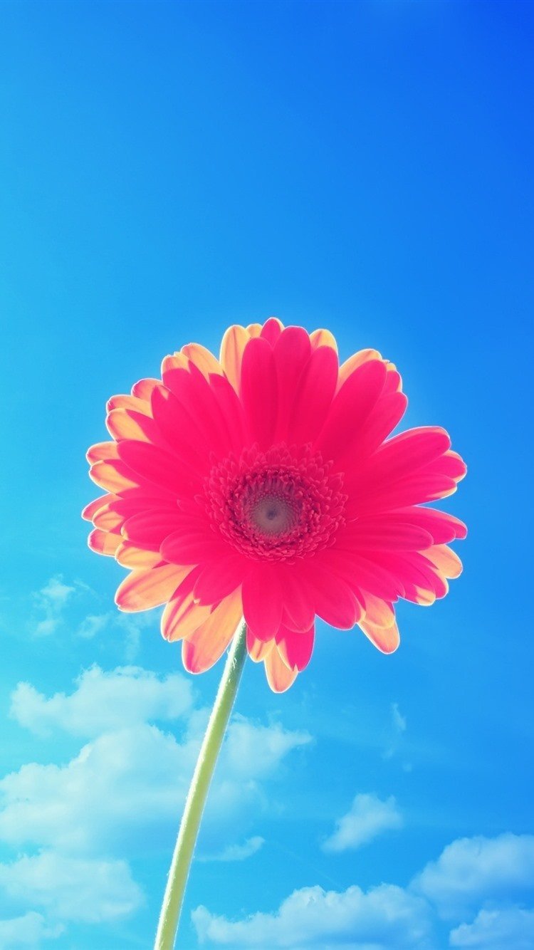 Яркие цветы