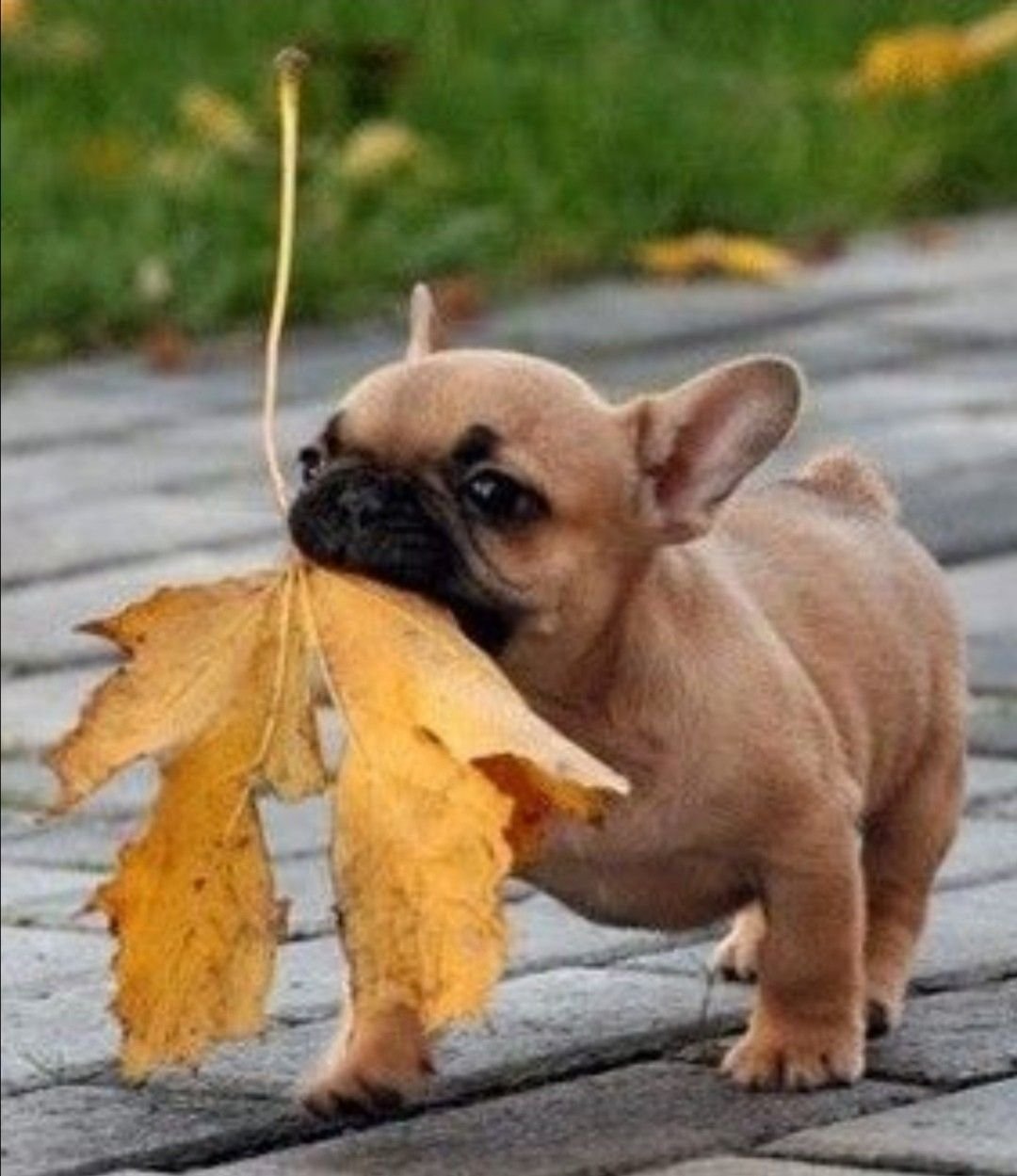 Французский бульдог осень