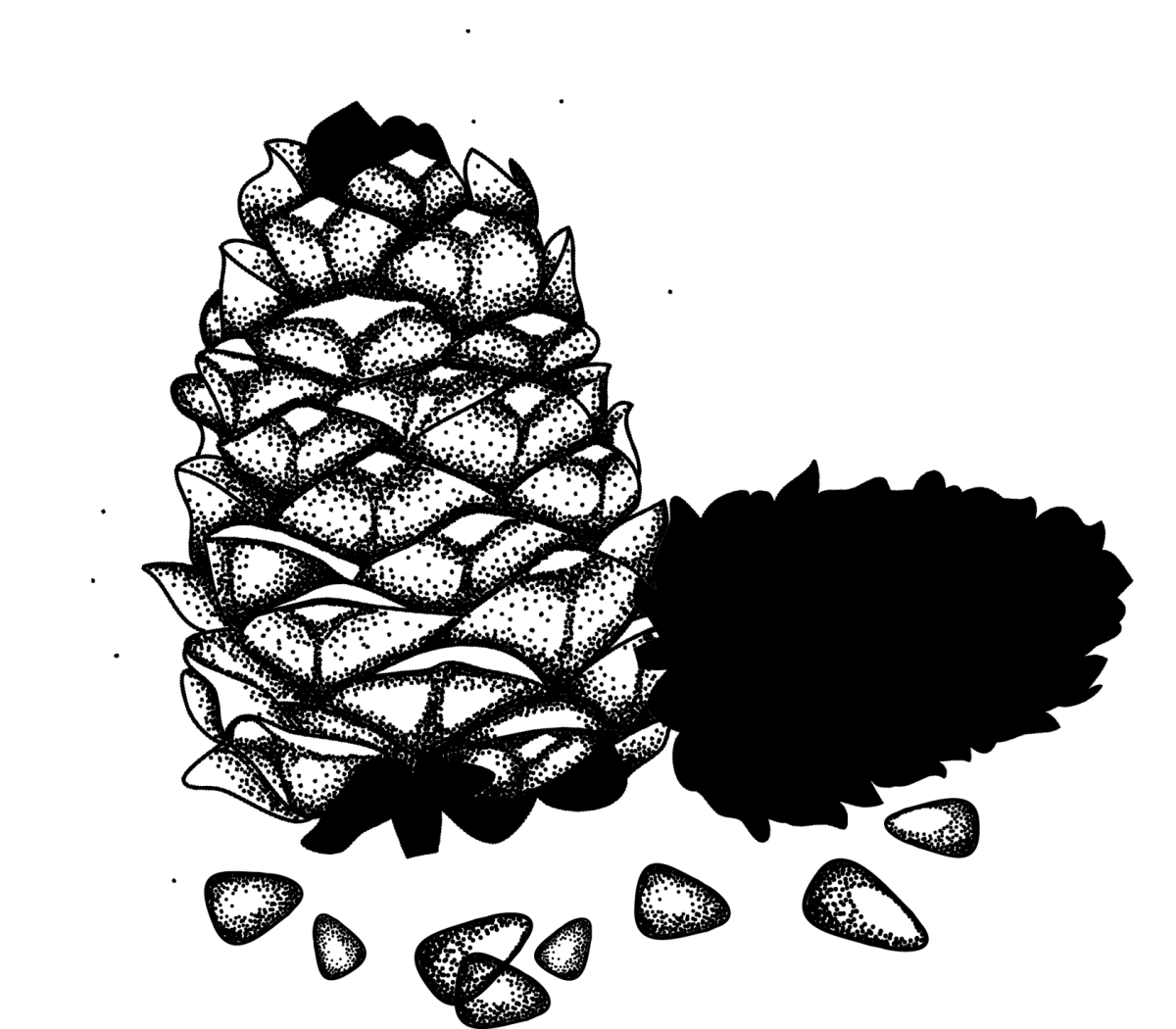 Шишки кедровые стилизация