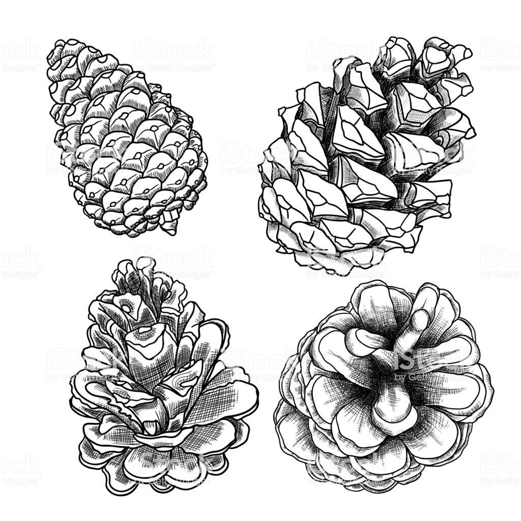 Кедровая шишка эскиз