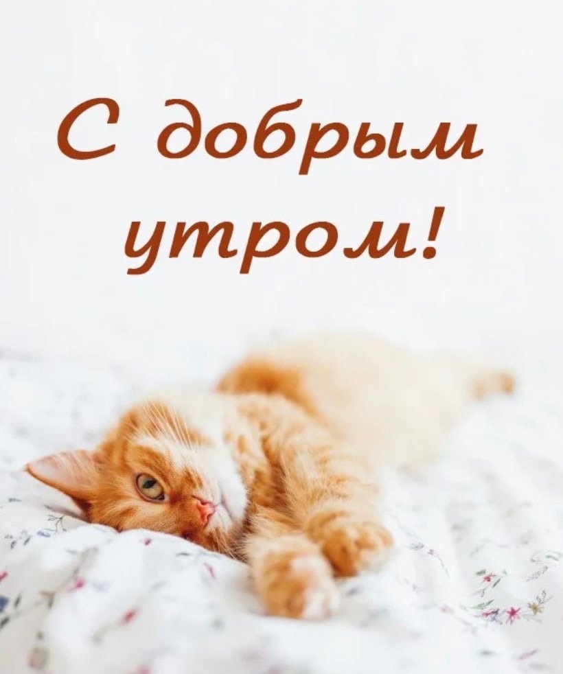 Доброе утро котик