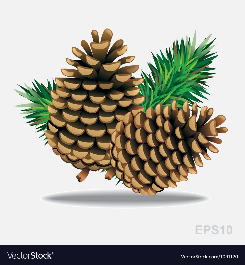 Кедровый орех вектор