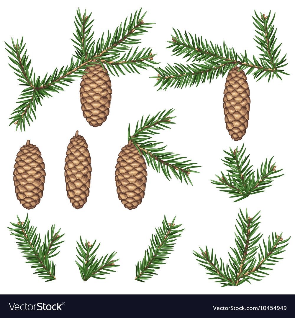 Как нарисовать шишку