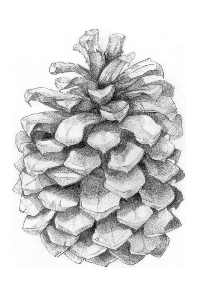 Картинка нарисованная шишка