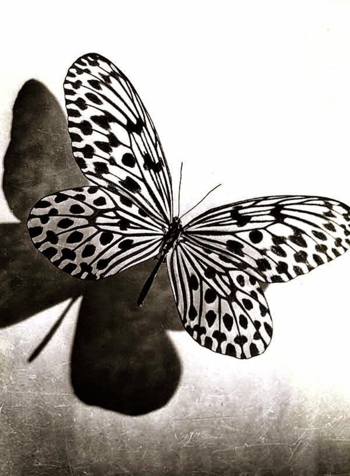 Бабочки в черно белом цвете