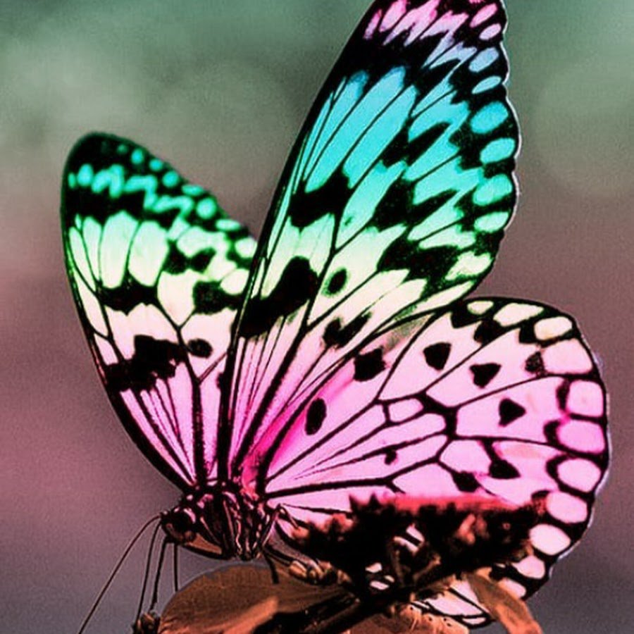 Бабочка черно белая