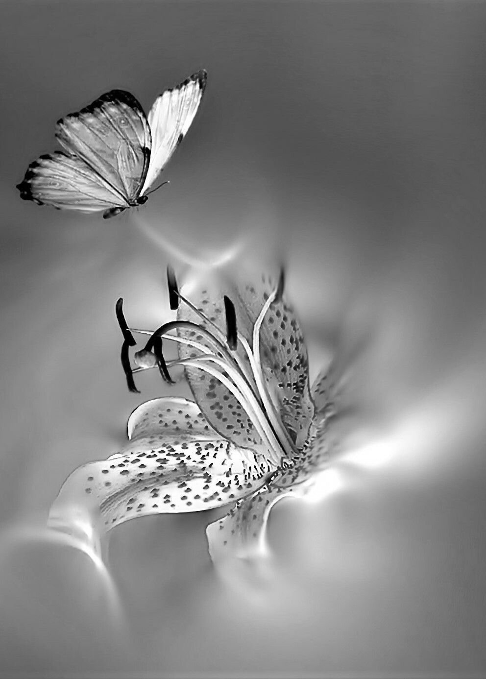 Красивые черно белые картины