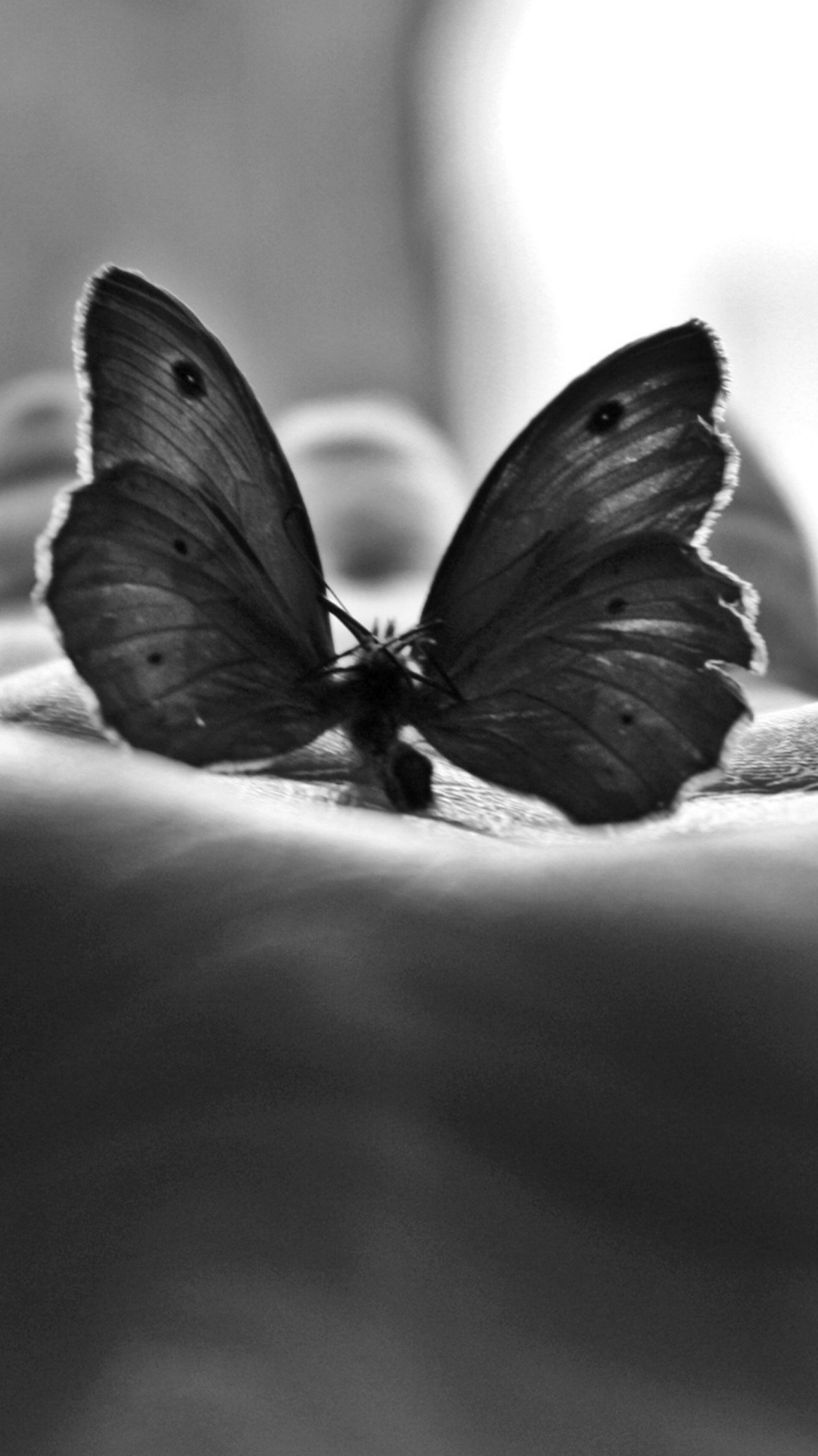 Синяя бабочка