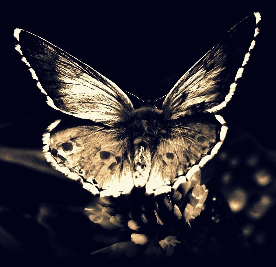 Бабочки на черном фоне