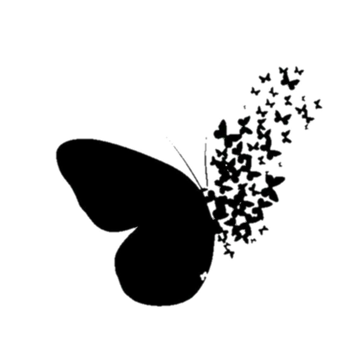 Бабочка Монарх бабочка Адмирал