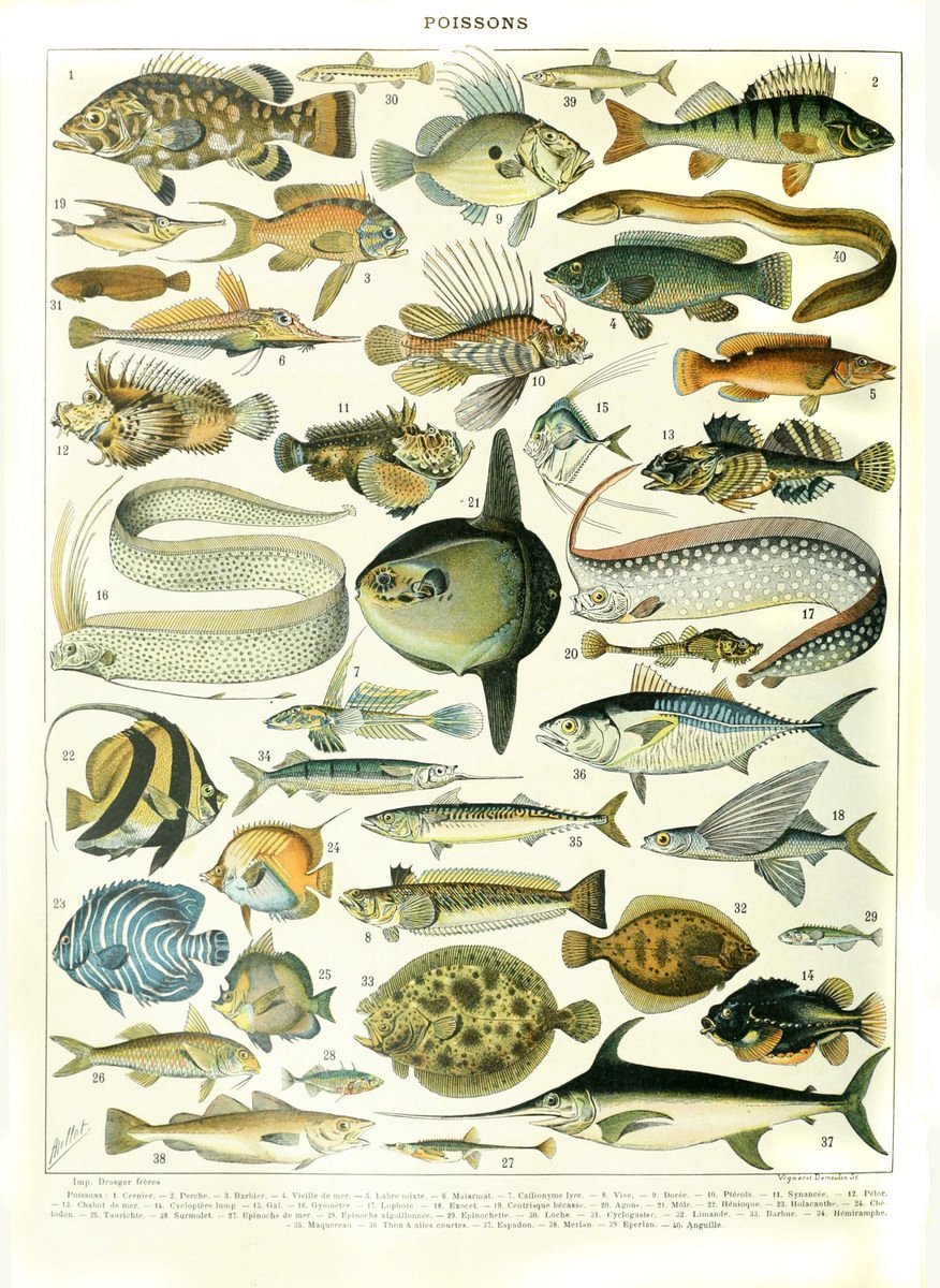 Постер с видами рыб