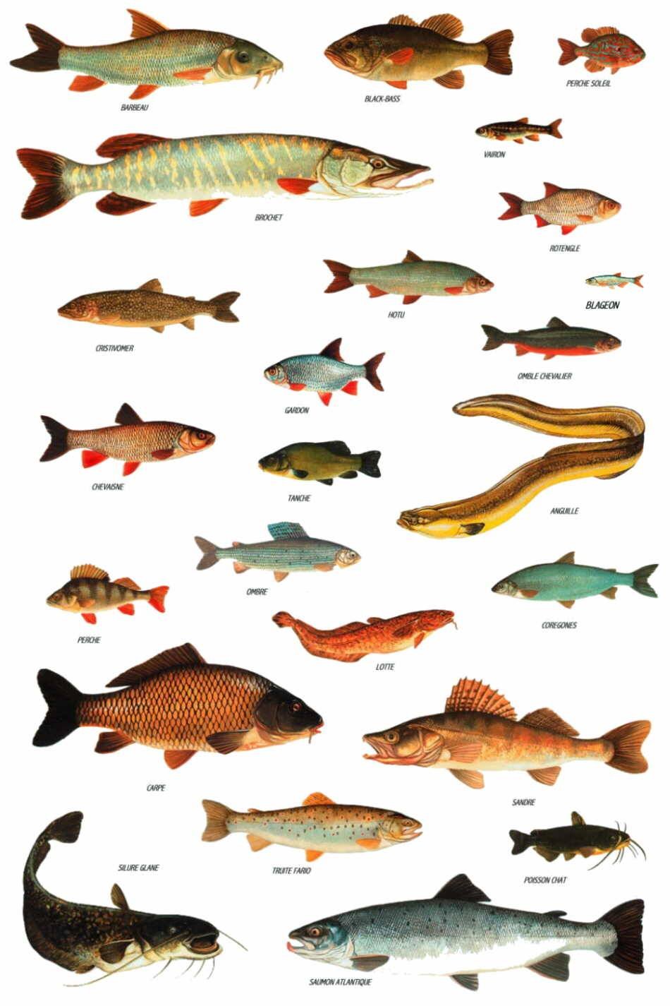 К какой породе рыб относится. Хищные рыбы России речные. Название речных и озерных рыб. Черноземье Речная рыба. Пресноводная рыба Озерная Речная.