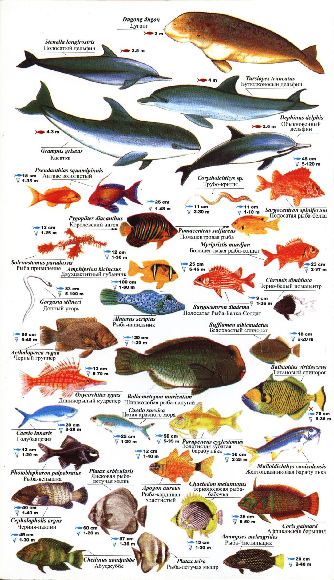 Атлас рыб красного моря