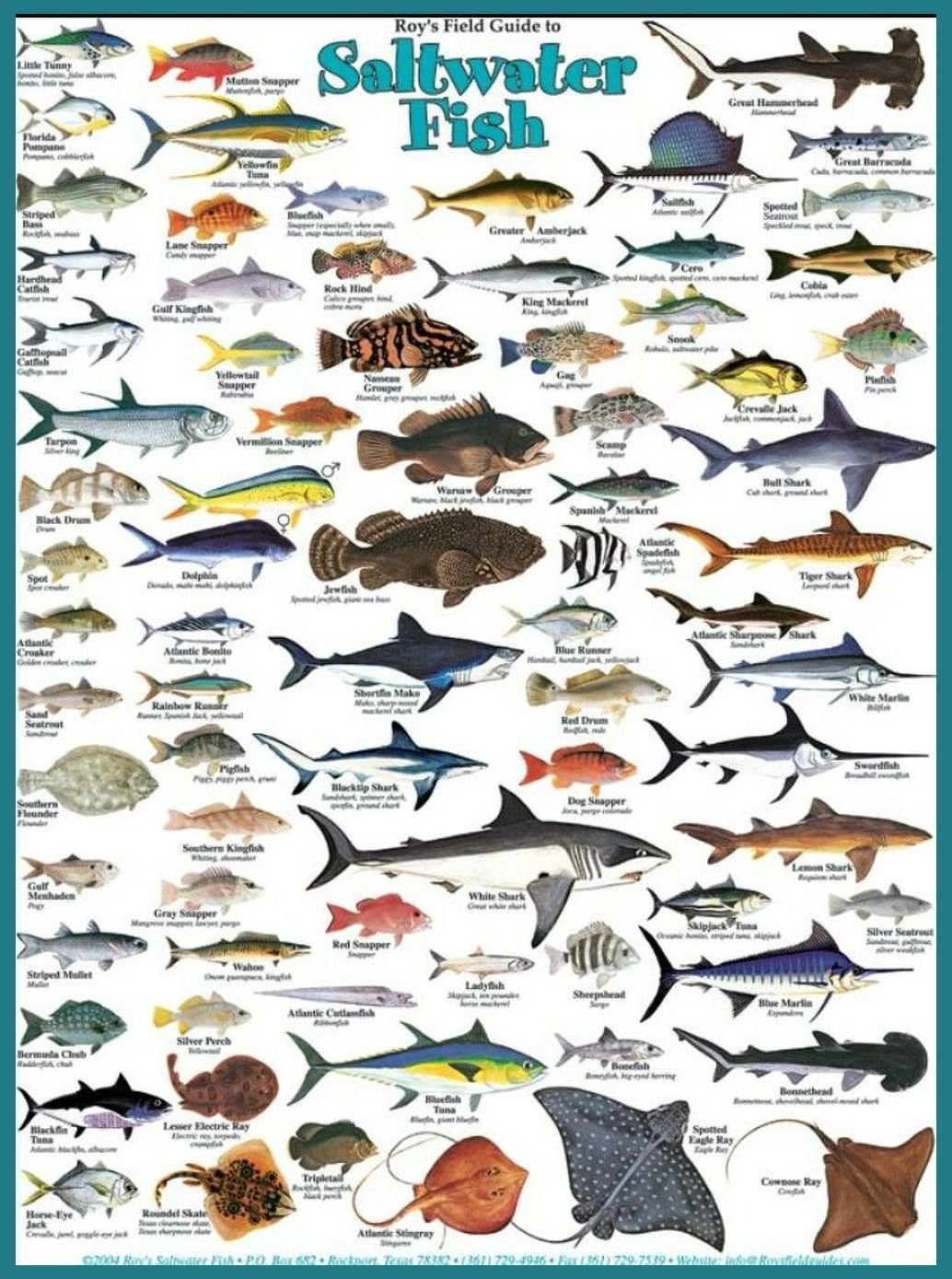 Морская рыба названия