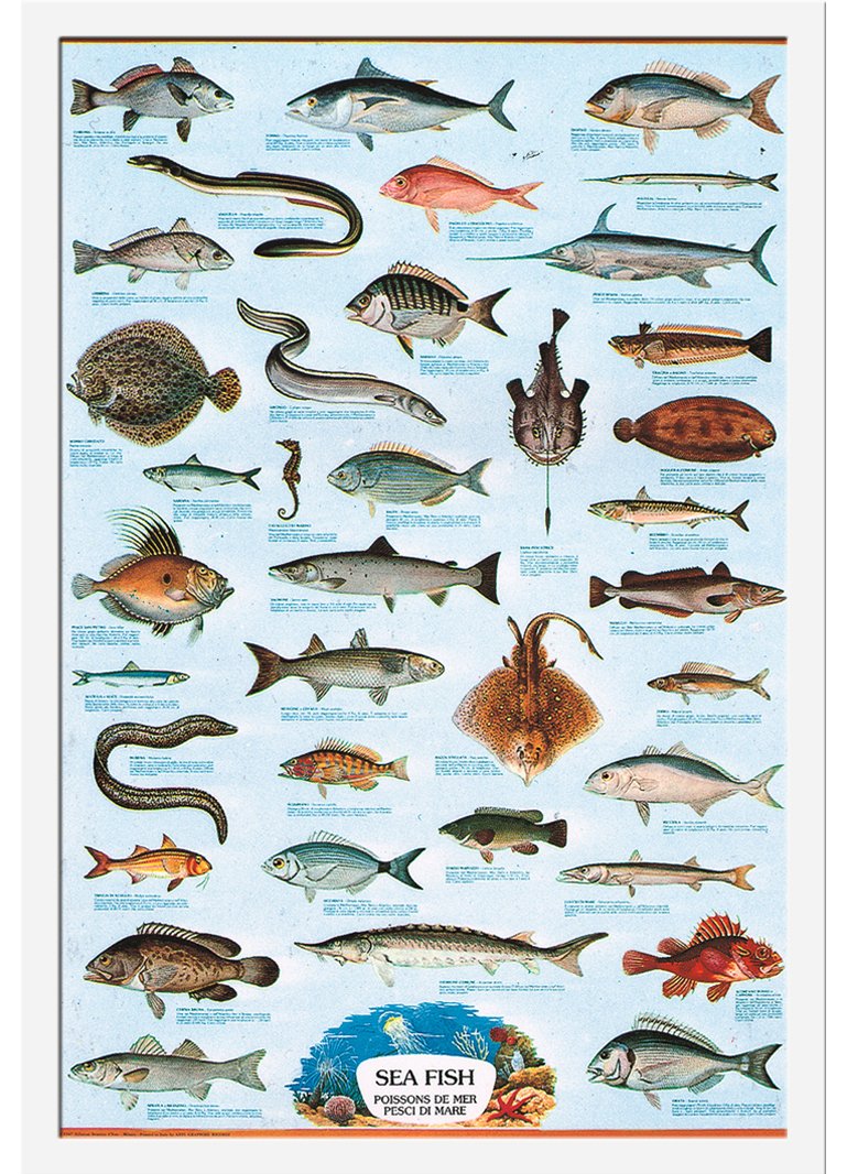 Морская рыба названия