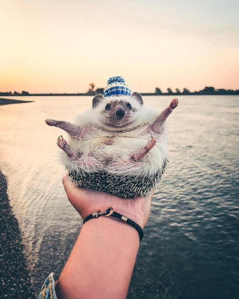 Ежик на море