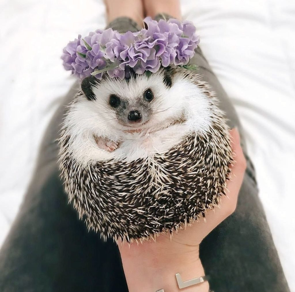 Ежик с цветочком