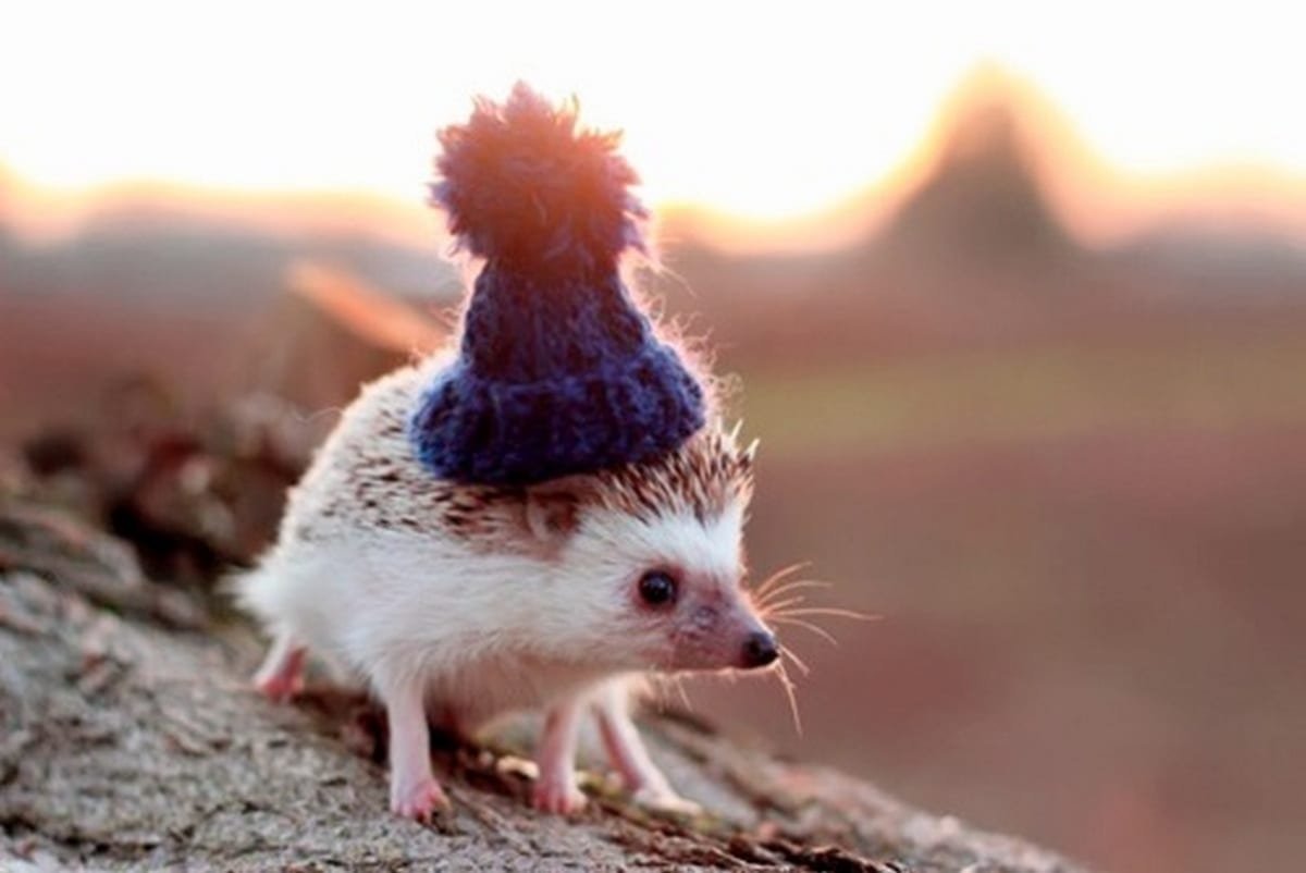 Смешные ежики несколько