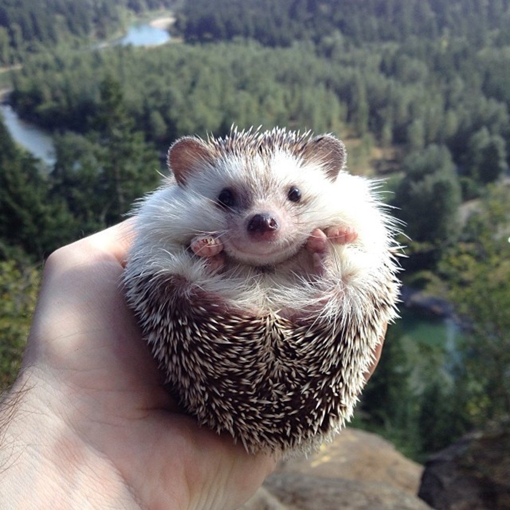 Братан Ёжик