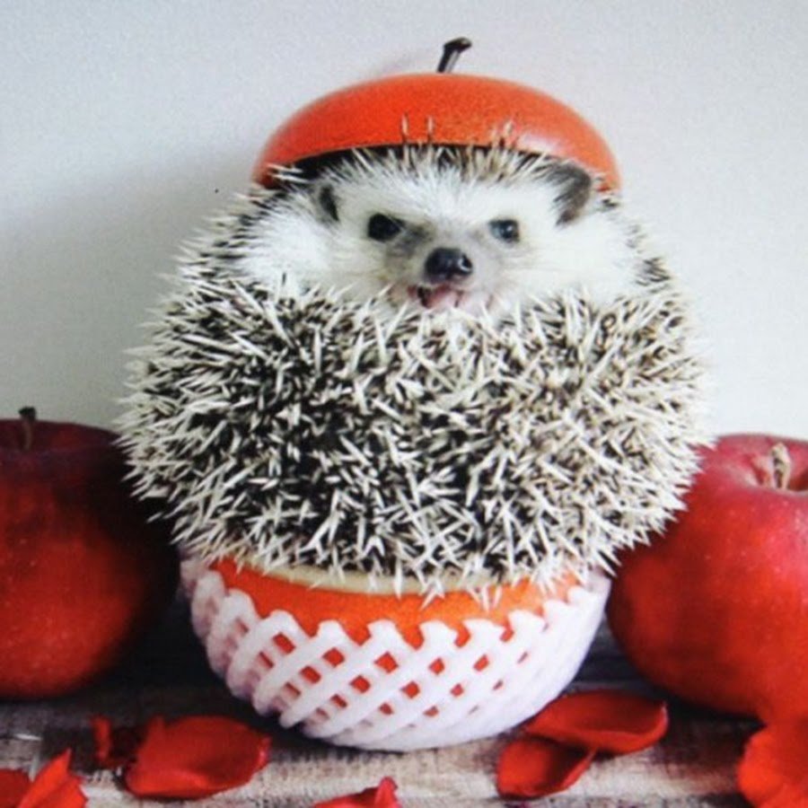 Прикольный Ежик