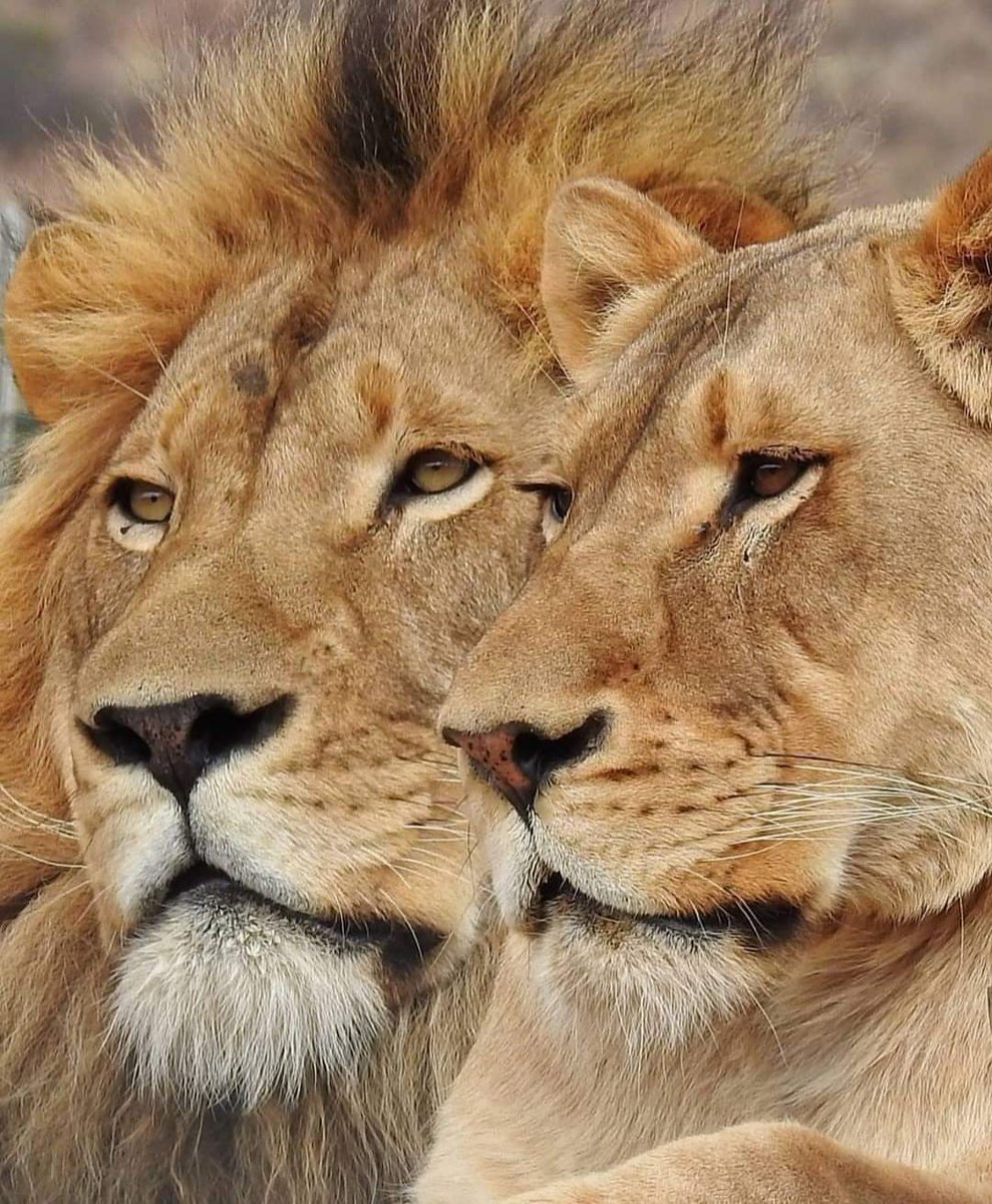 Семья Львов