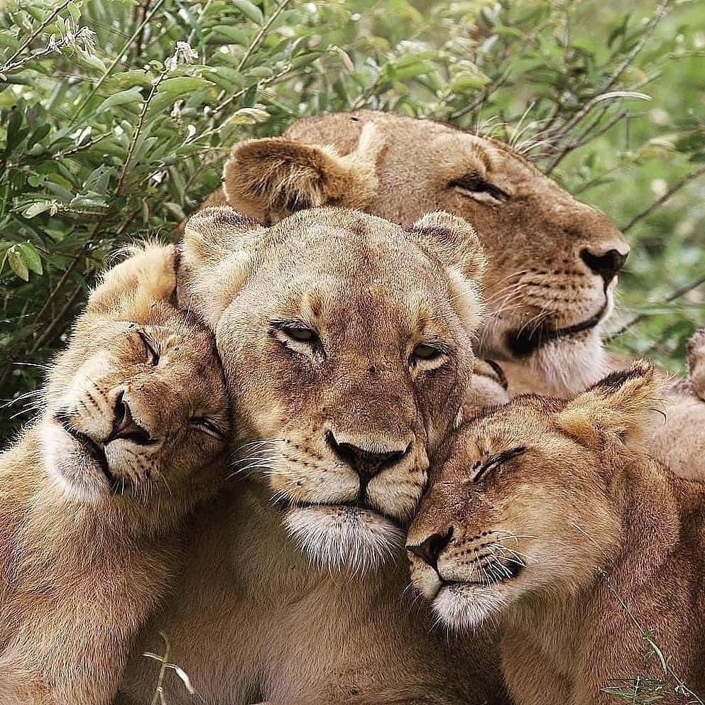 Семейство Львов Прайд