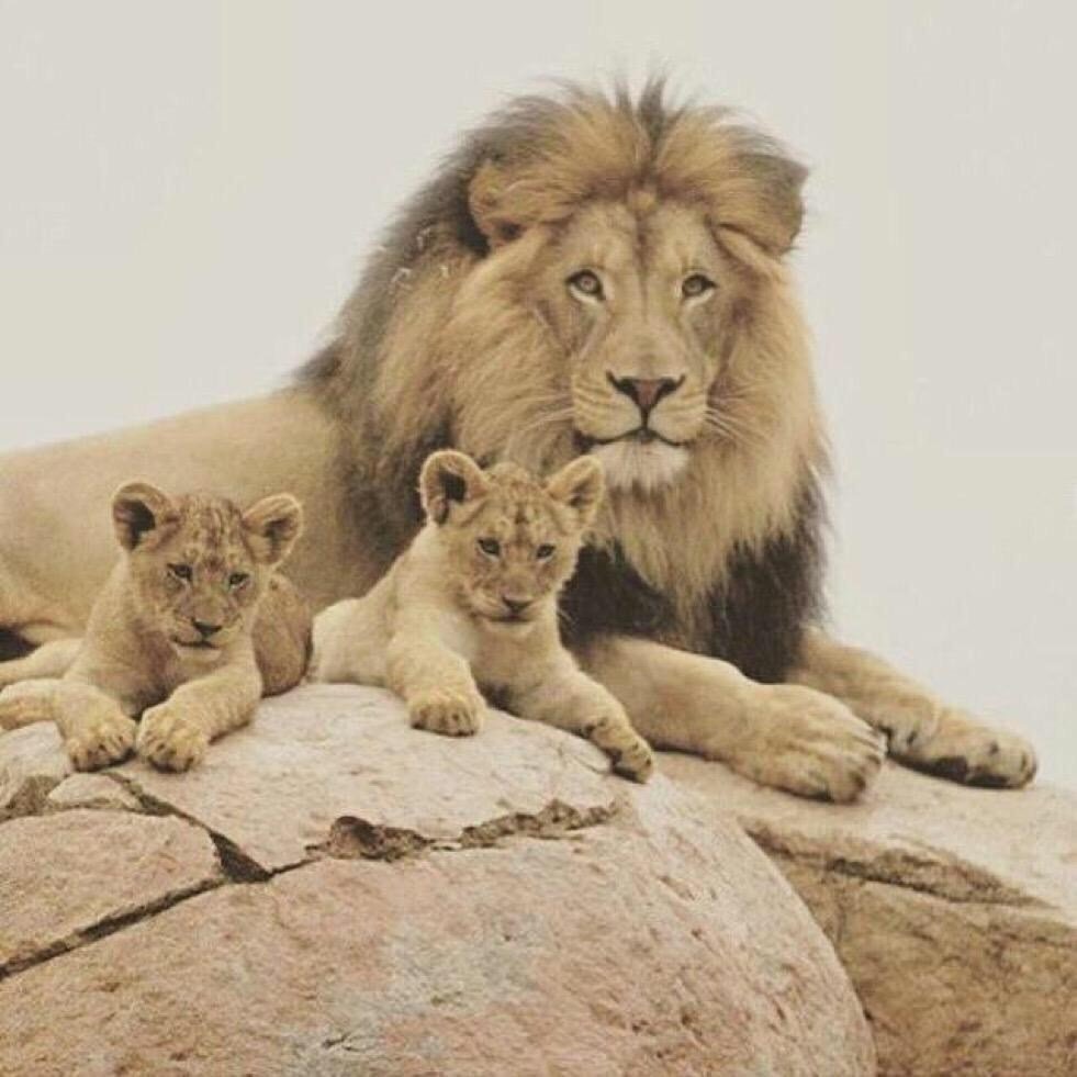 Лев и 2 львенка