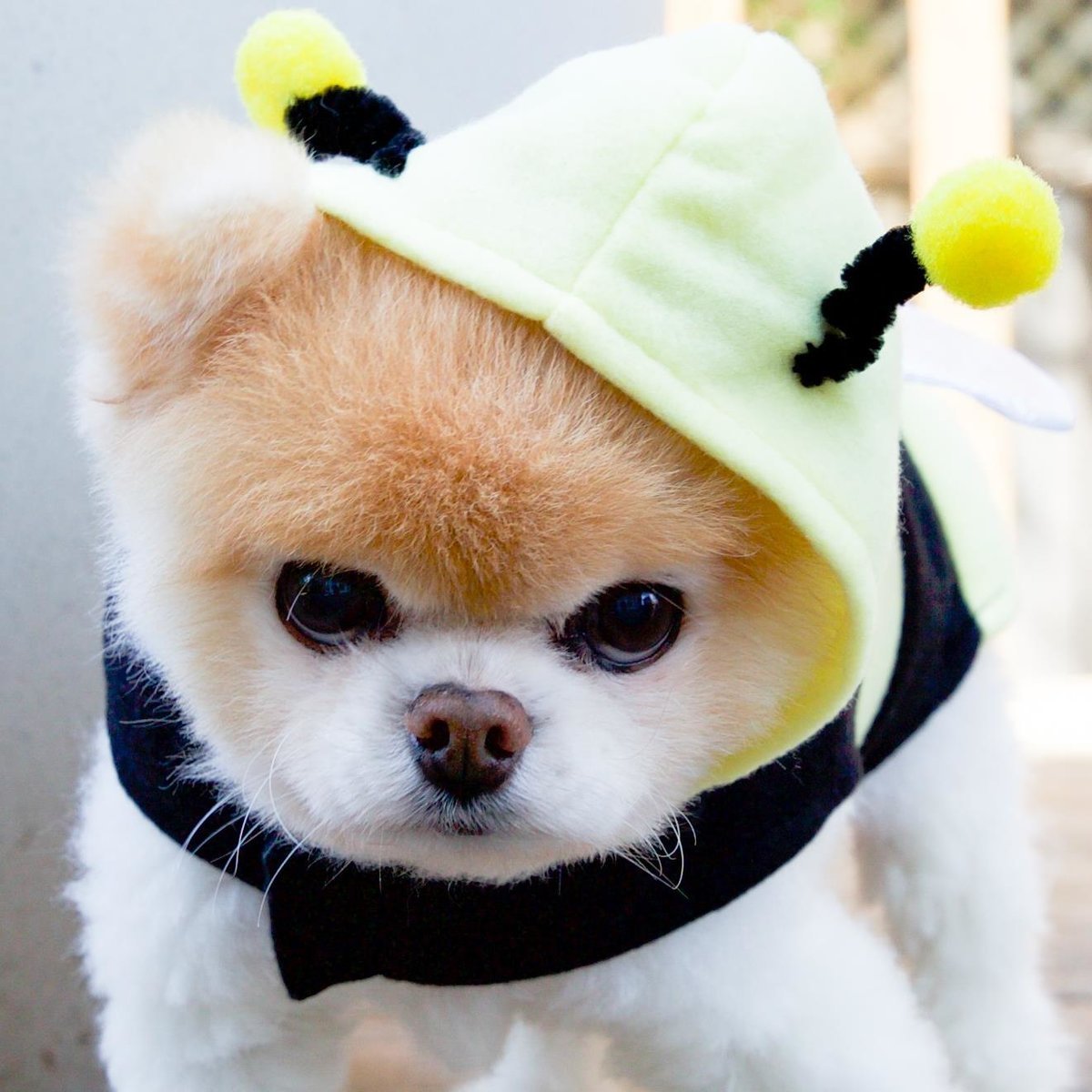 Кинг Чарльз чихуахуа болонка