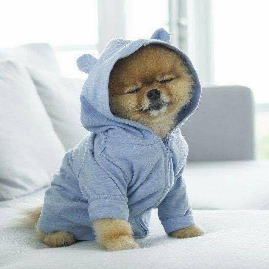 Шпицпу Оливер