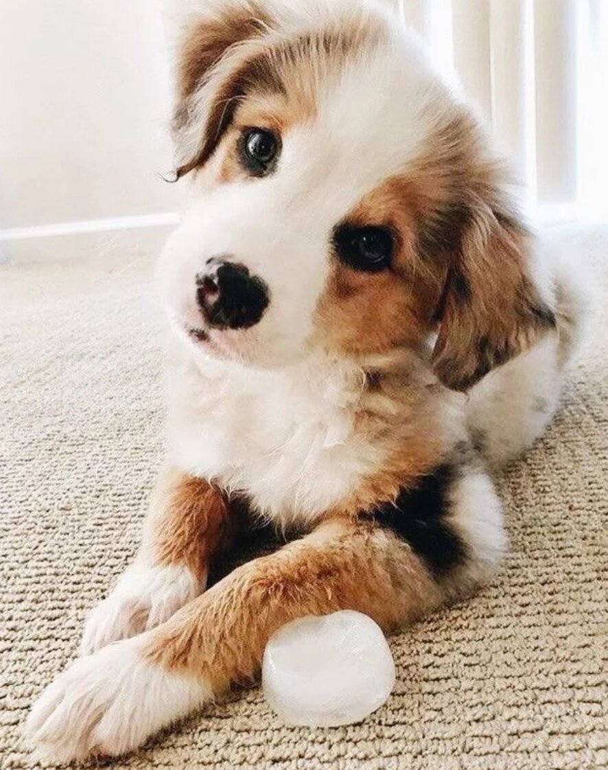 Померанский шпиц jiffpom белый