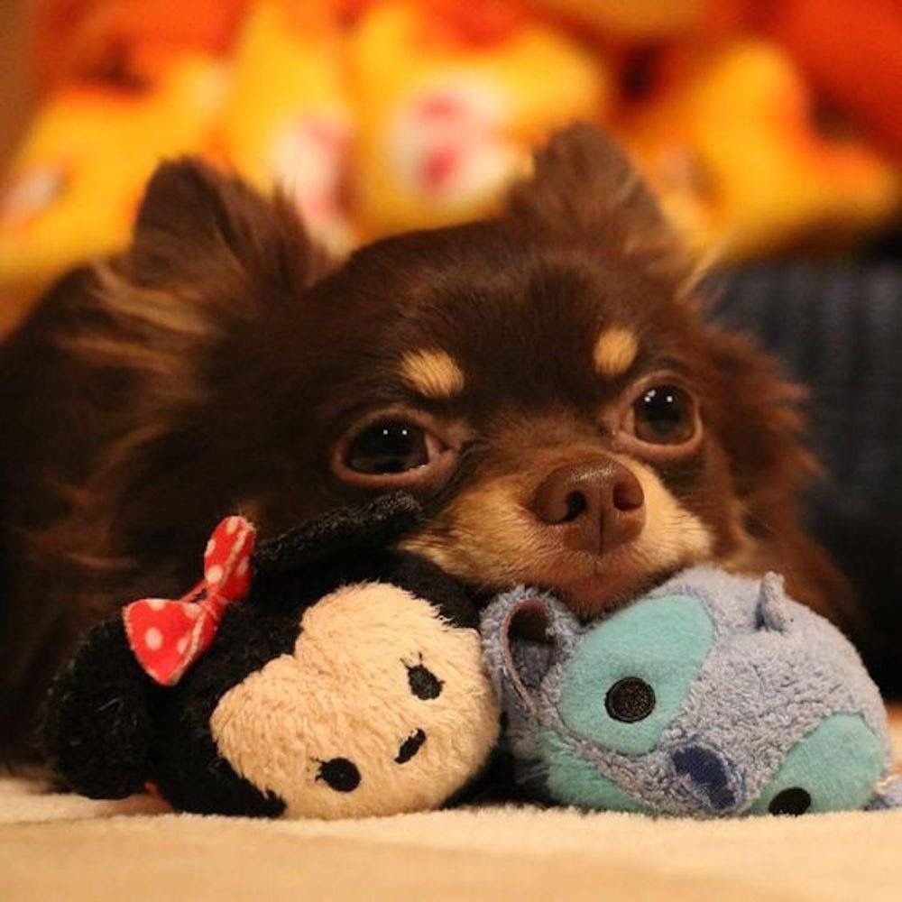 Кавалер Кинг Чарльз спаниель