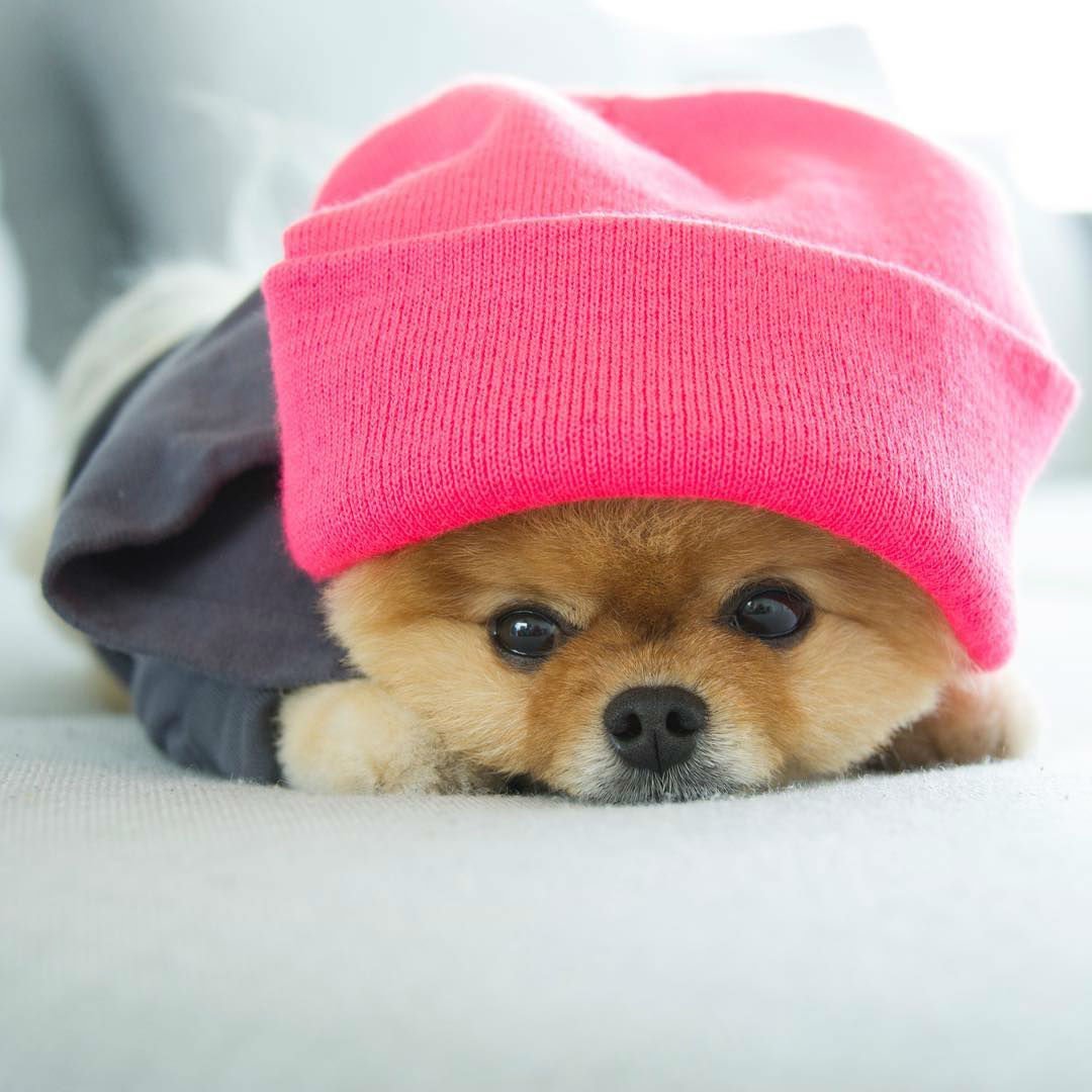 Красивые собаки