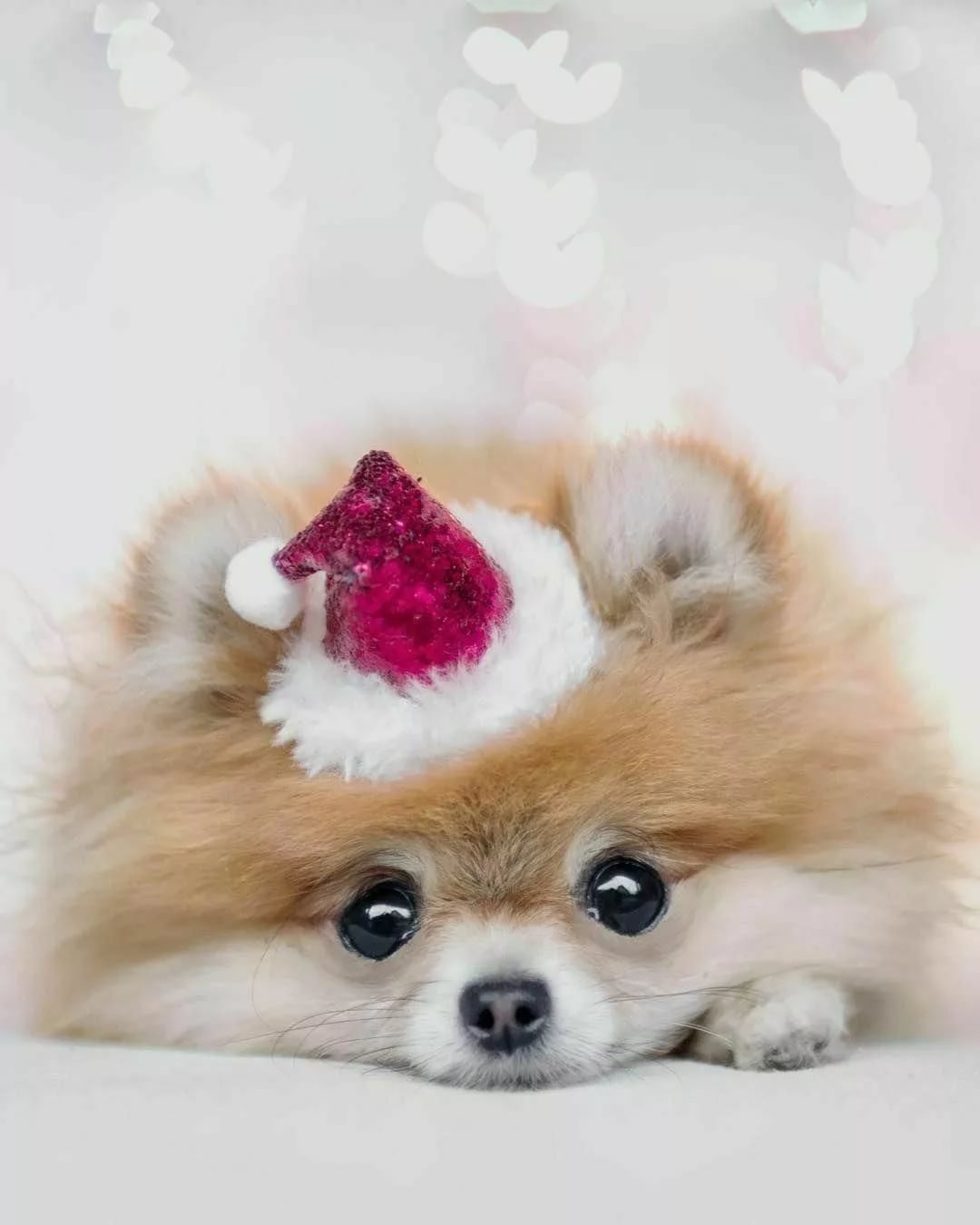 Померанский шпиц породы собак