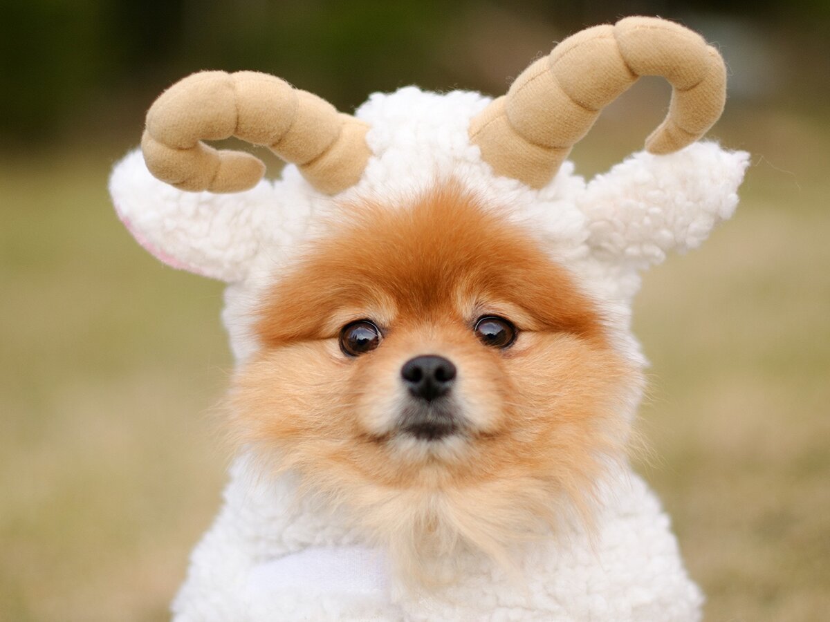 Милые собачки