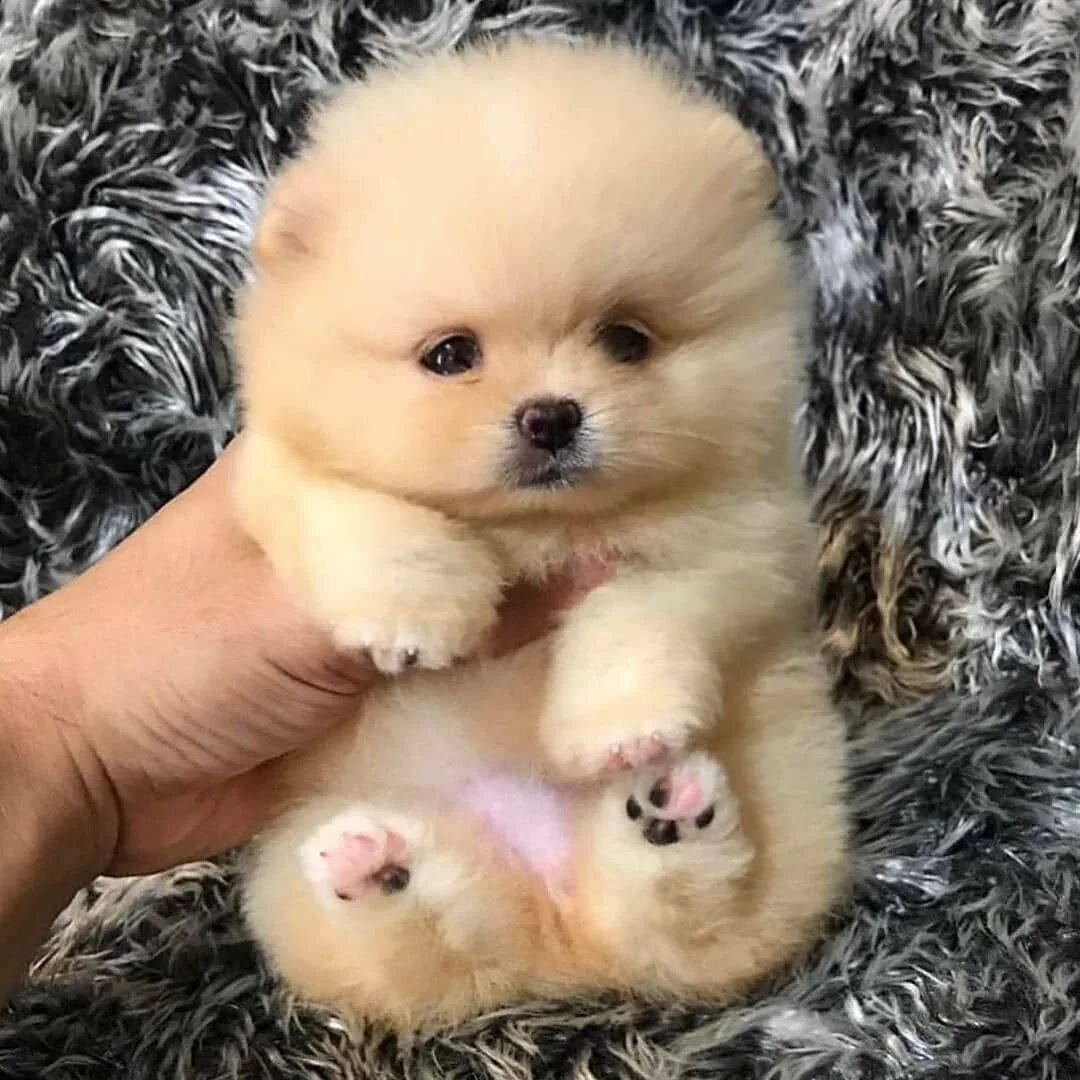 Шпиц cute Pomeranian