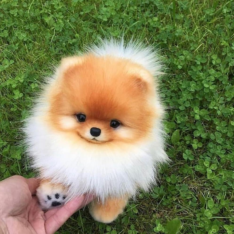 Шпиц флаффи