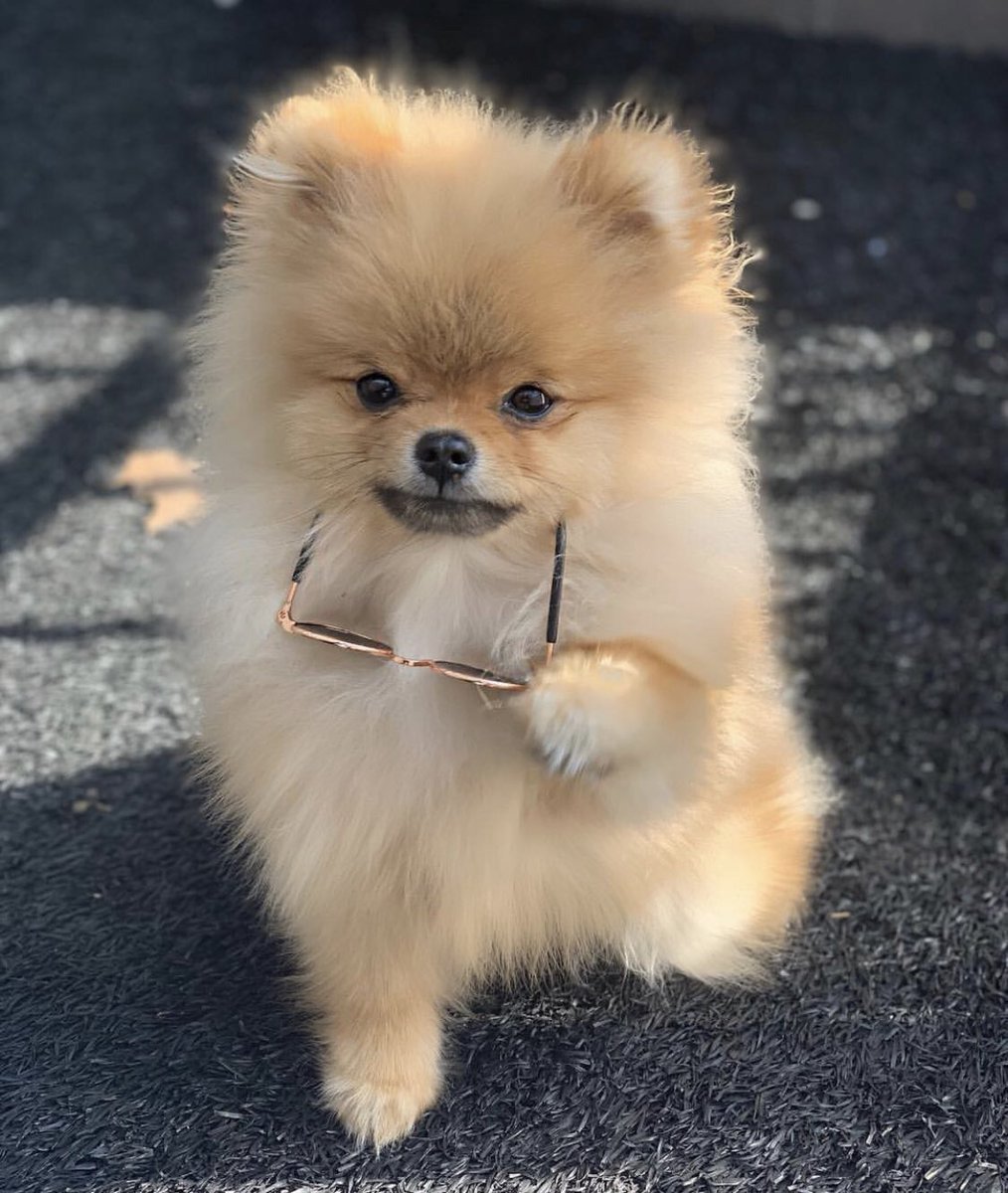 Померанский шпиц Jiff