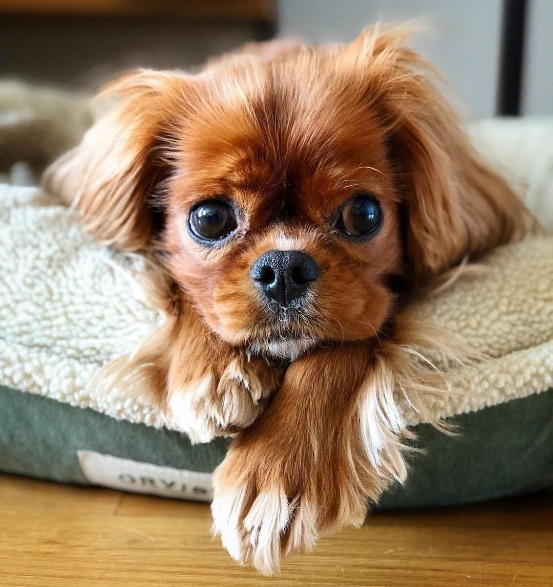 Померанский шпиц Boo