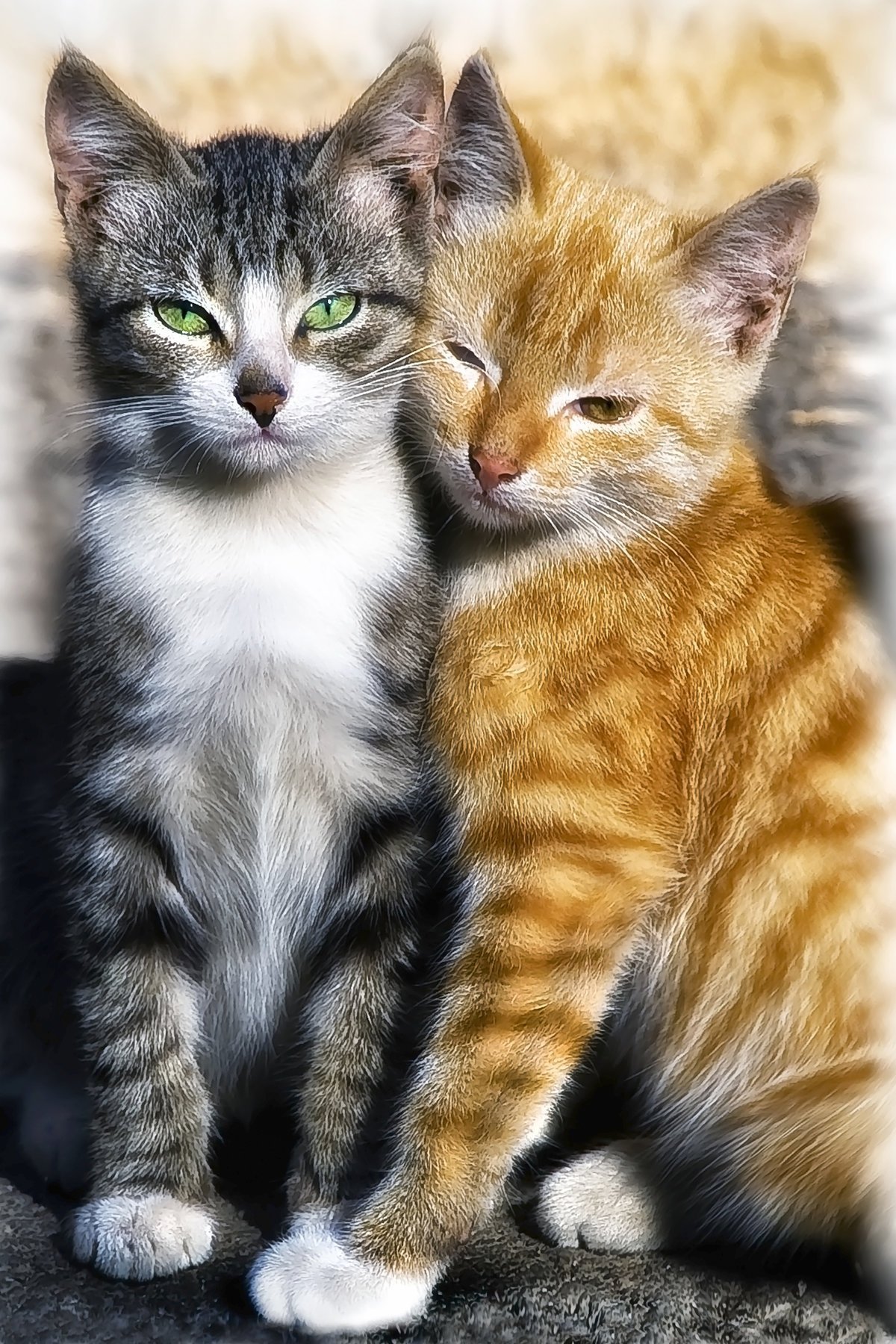 Два котенка