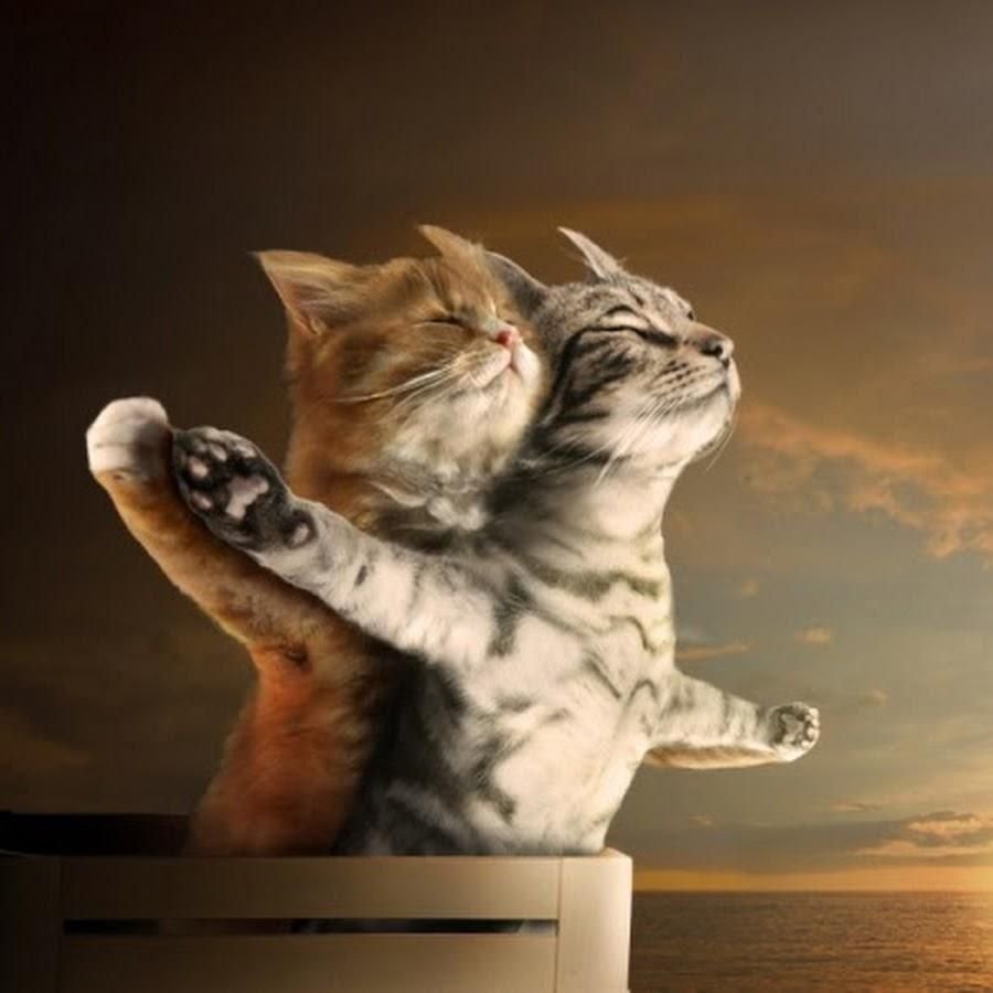 День объятий с кошками