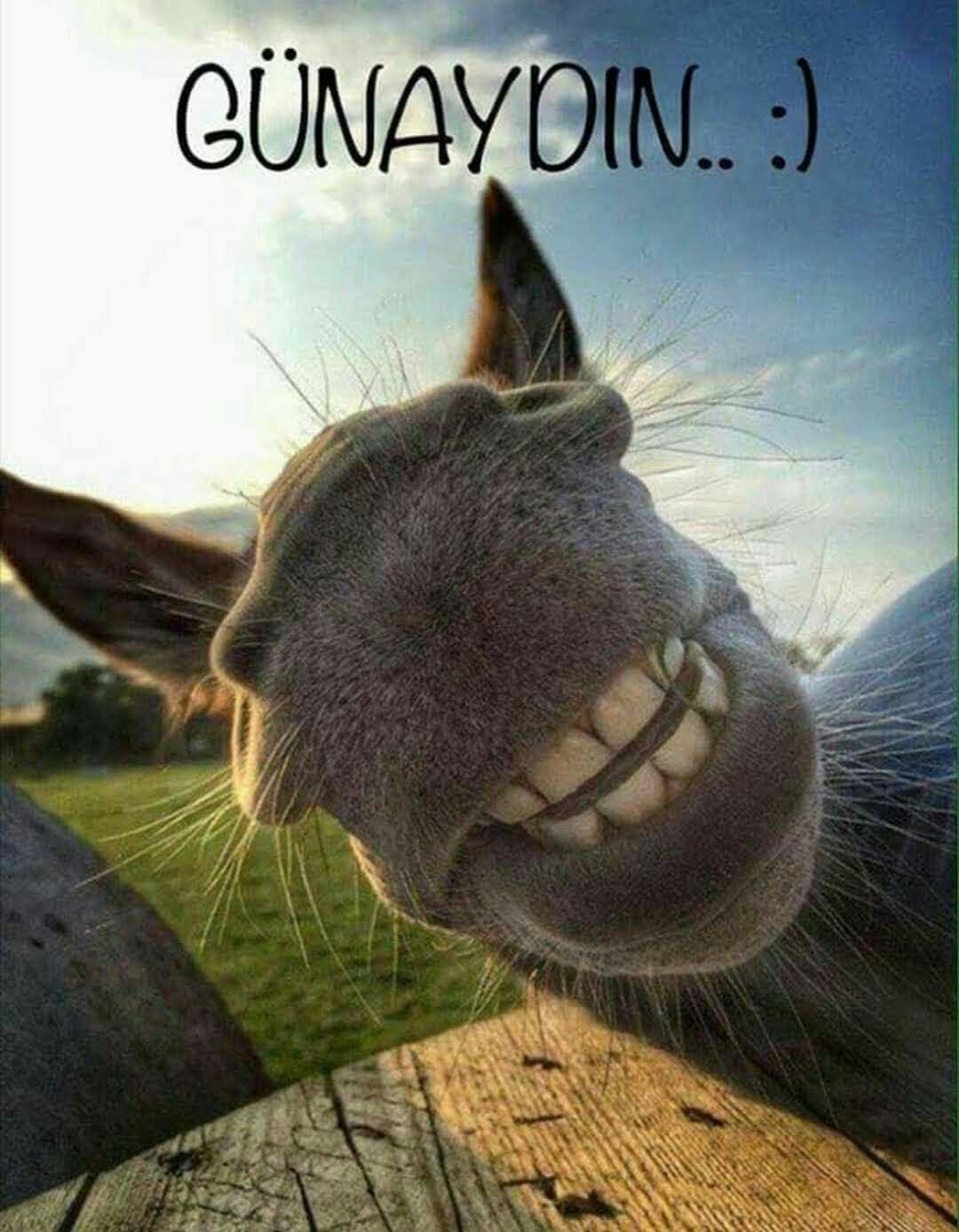 Животные смеются