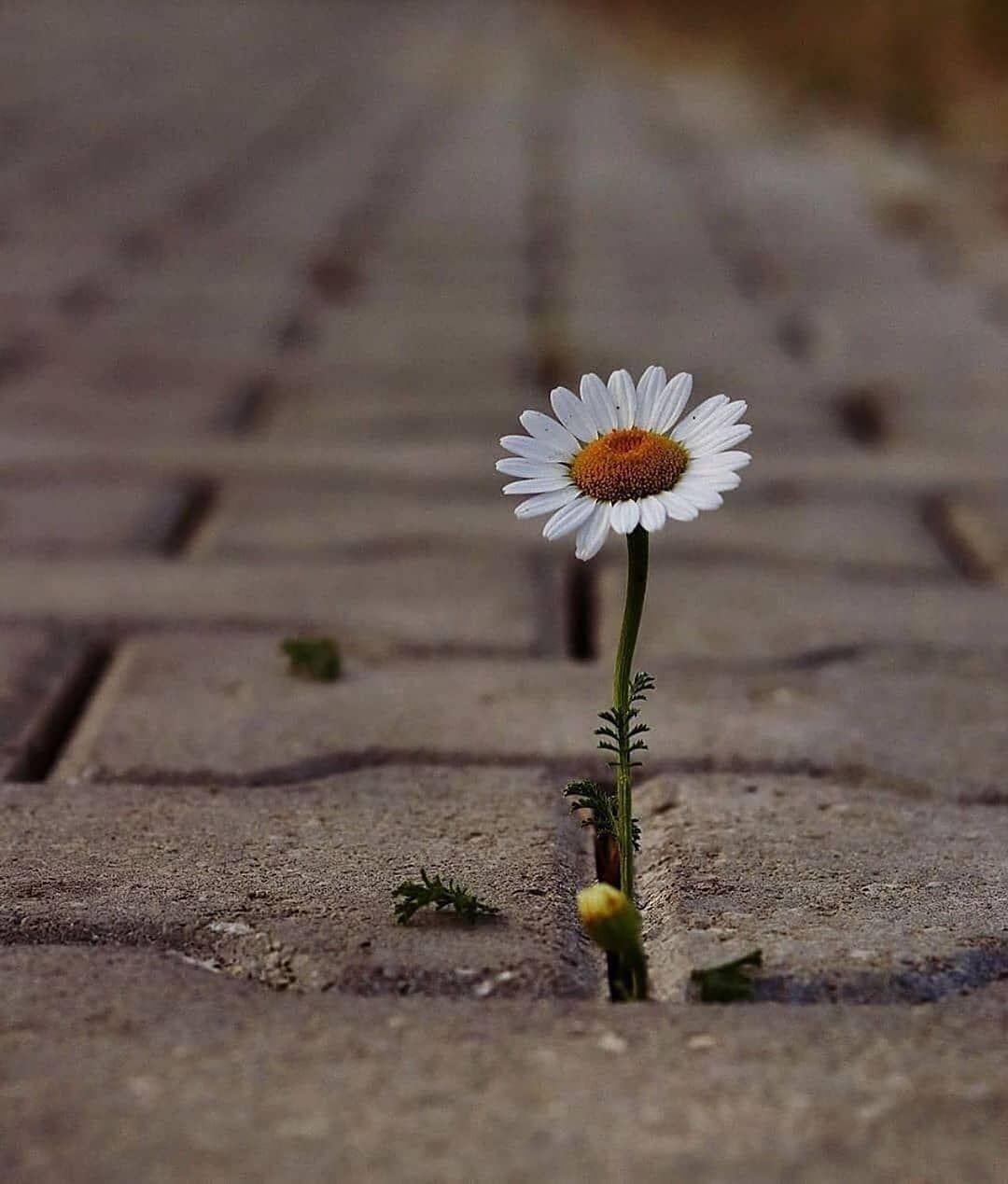 Одинокий цветок