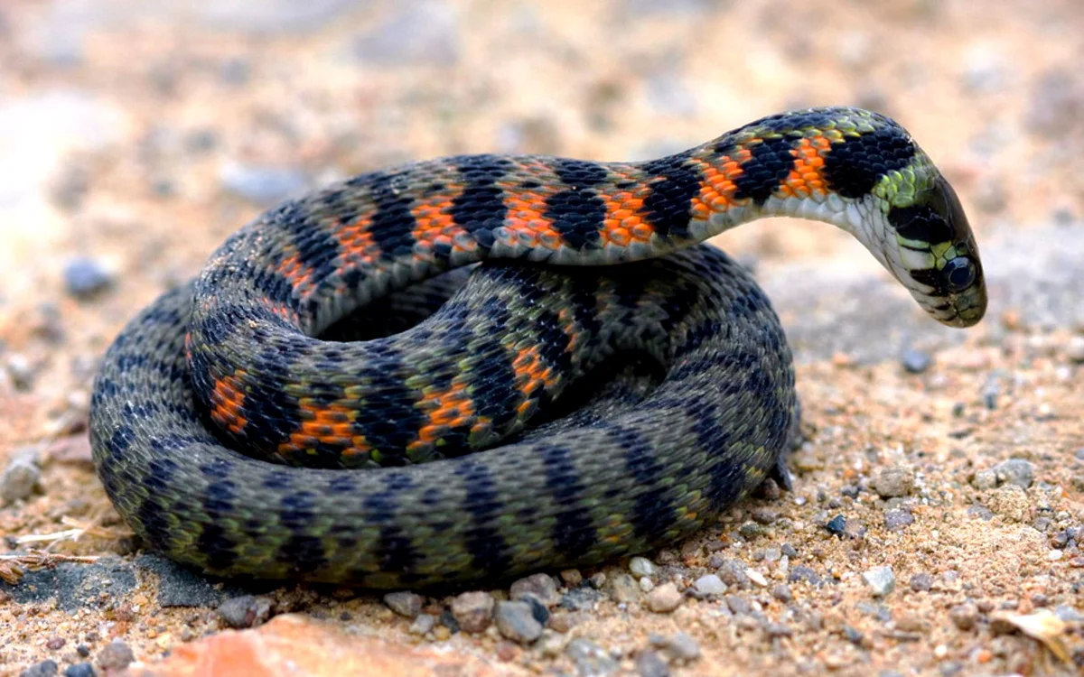 Змея полосатый полоз