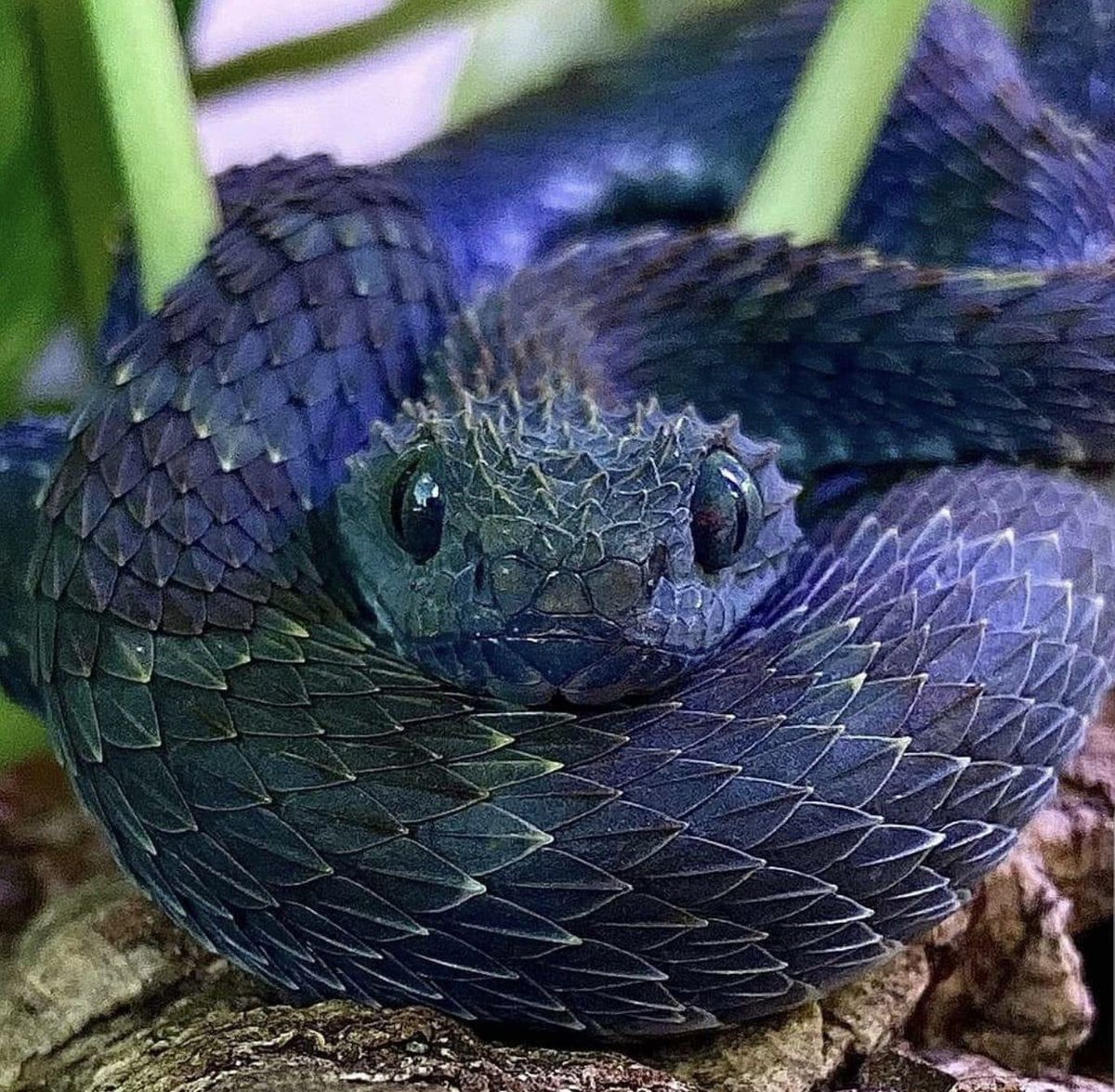 Колючая кустарниковая гадюка