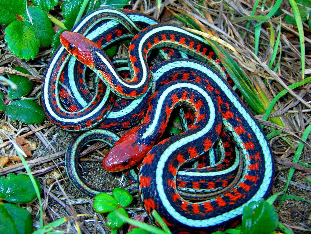 Подвязочная змея (Thamnophis sirtalis)