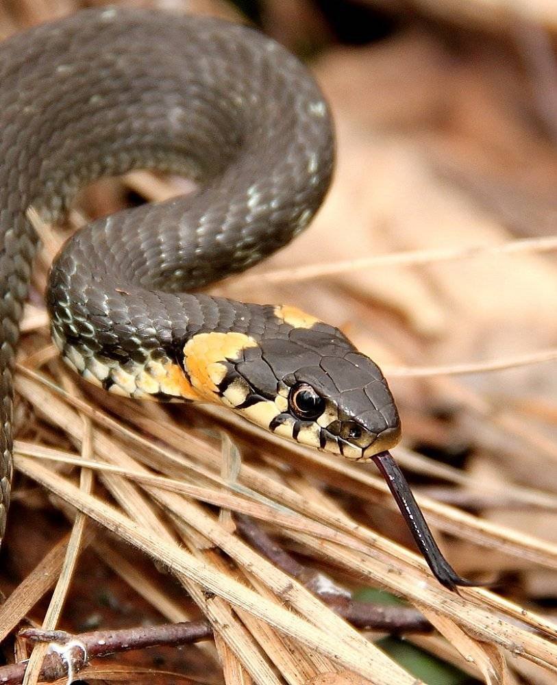 Обыкновенный уж (Natrix Natrix l.)