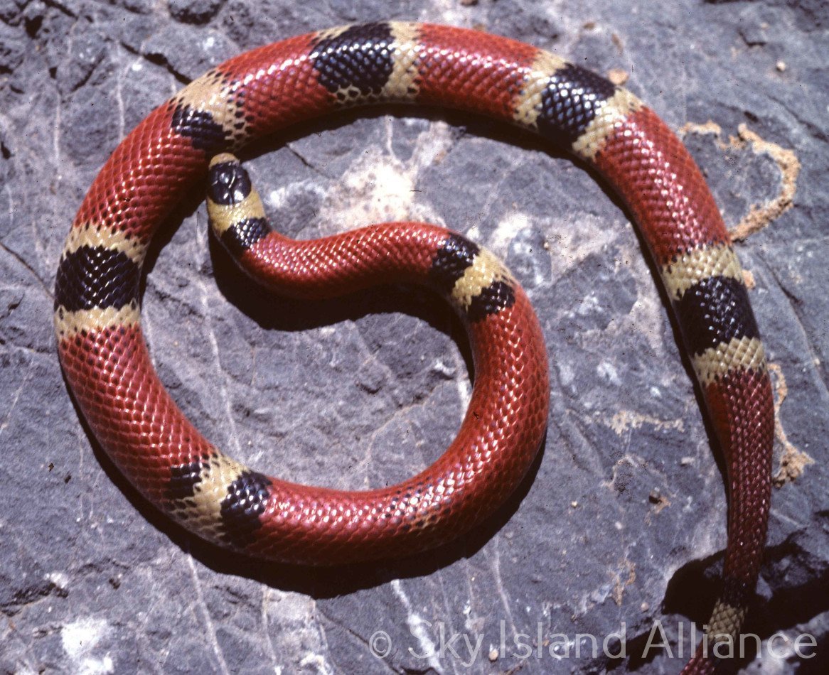 Поперечнополосатая Королевская змея