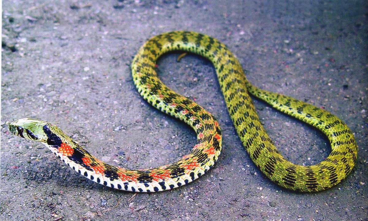 Rhabdophis tigrinus